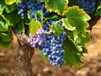 New Research: Eating Grapes Can Protect against UV Damage to Skin