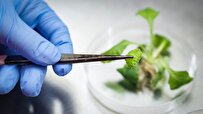 Islamic Azad University Sets Up First-Rate University Plant Pathology Clinic