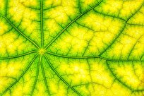 Nature’s Quantum Secret: Link Discovered between Photosynthesis, ‘Fifth State of Matter’