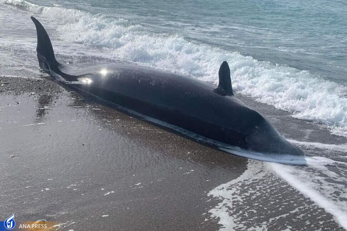 جنازه چندین نهنگ در سواحل قبرس پیدا شد