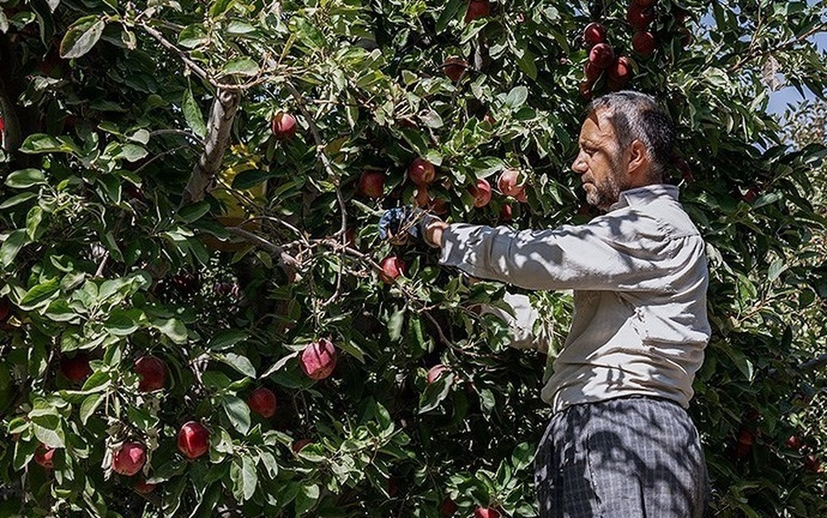 سرای نوآوری محصولات باغی در ارومیه راه‌اندازی می‌شود