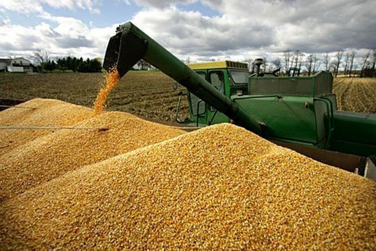 افزایش ۱۲۹ درصدی خرید تضمینی و ۲۲ درصدی صادرات محصولات کشاورزی
