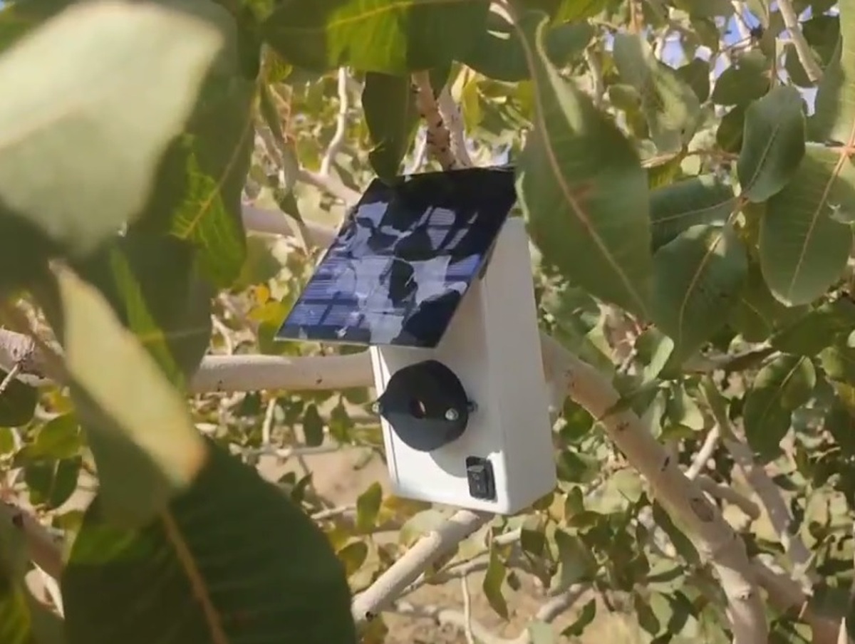 اختراع بومی به نبرد آفت جهانی پسته شتافت؛ سلاحی جدید را بدون آسیب به حشرات مفید صفر میکند! اختراع بومی به نبرد آفت جهانی پسته شتافت؛ سلاحی جدید را بدون آسیب به حشرات مفید صفر میکند!