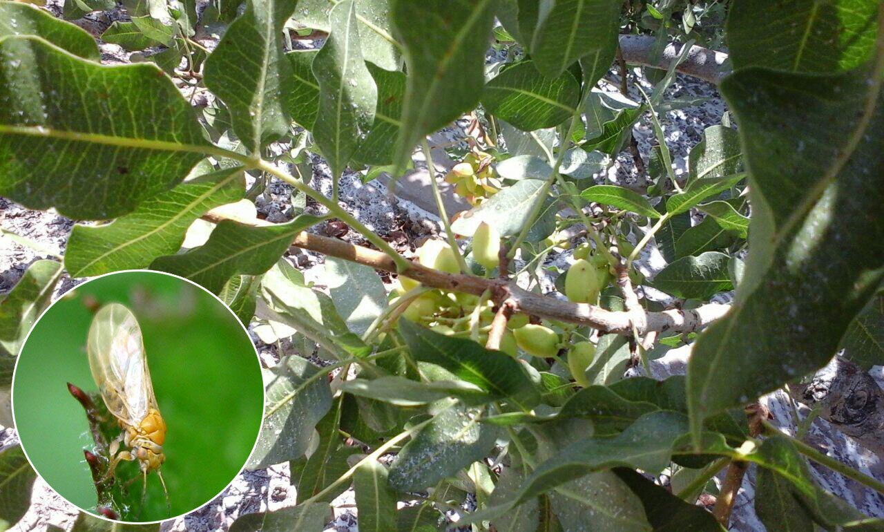 اختراع بومی به نبرد آفت جهانی پسته شتافت؛ سلاحی جدید را بدون آسیب به حشرات مفید صفر میکند! اختراع بومی به نبرد آفت جهانی پسته شتافت؛ سلاحی جدید را بدون آسیب به حشرات مفید صفر میکند!