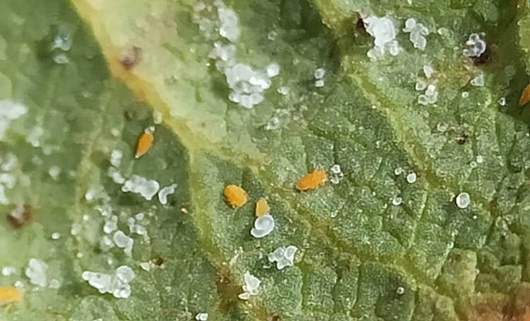 اختراع بومی به نبرد آفت جهانی پسته شتافت؛ سلاحی جدید را بدون آسیب به حشرات مفید صفر میکند! اختراع بومی به نبرد آفت جهانی پسته شتافت؛ سلاحی جدید را بدون آسیب به حشرات مفید صفر میکند!