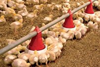iranian-experts-obtain-technical-know-how-to-produce-heat-stress-relief-supplement-in-broiler-chicken