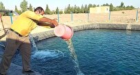 رهاسازی ۲ هزار قطعه بچه‌ماهی تیلاپیا در استخر دانشگاه آزاد اشکذر/ پیش‌بینی برداشت ۲ تُن ماهی