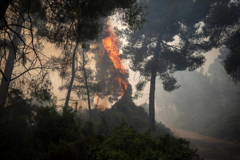 آتش سوزی در جنگلی در یونان