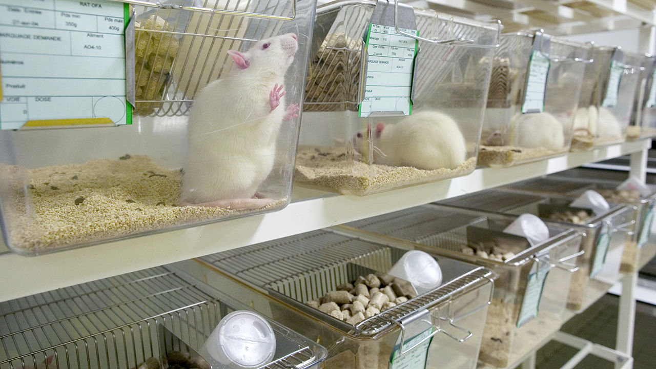 موش آزمایشگاهی 1
