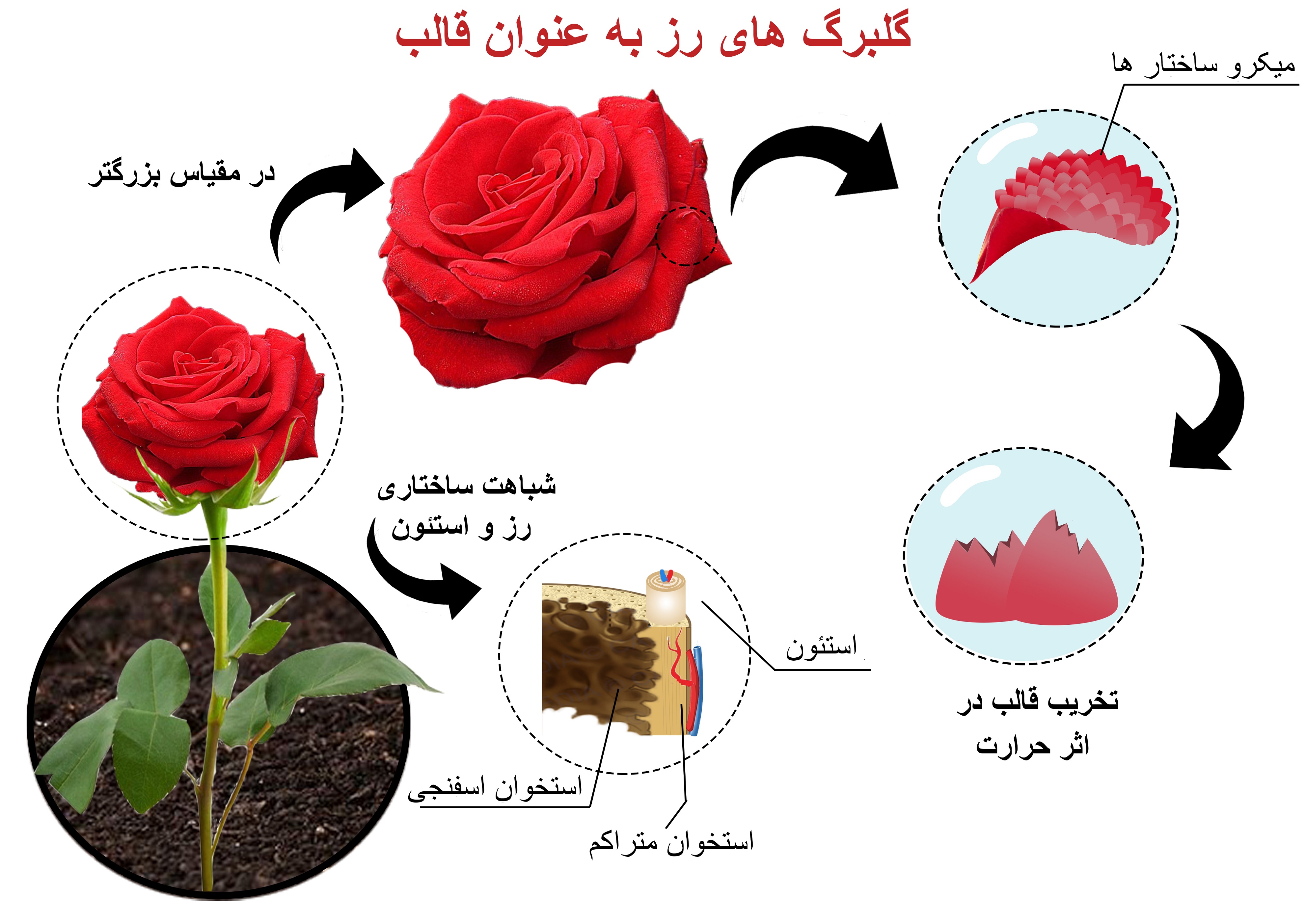 استفاده موفق از الگوی ساختاری گلبرگ‌های گل رز در مهندسی بافت استخوان