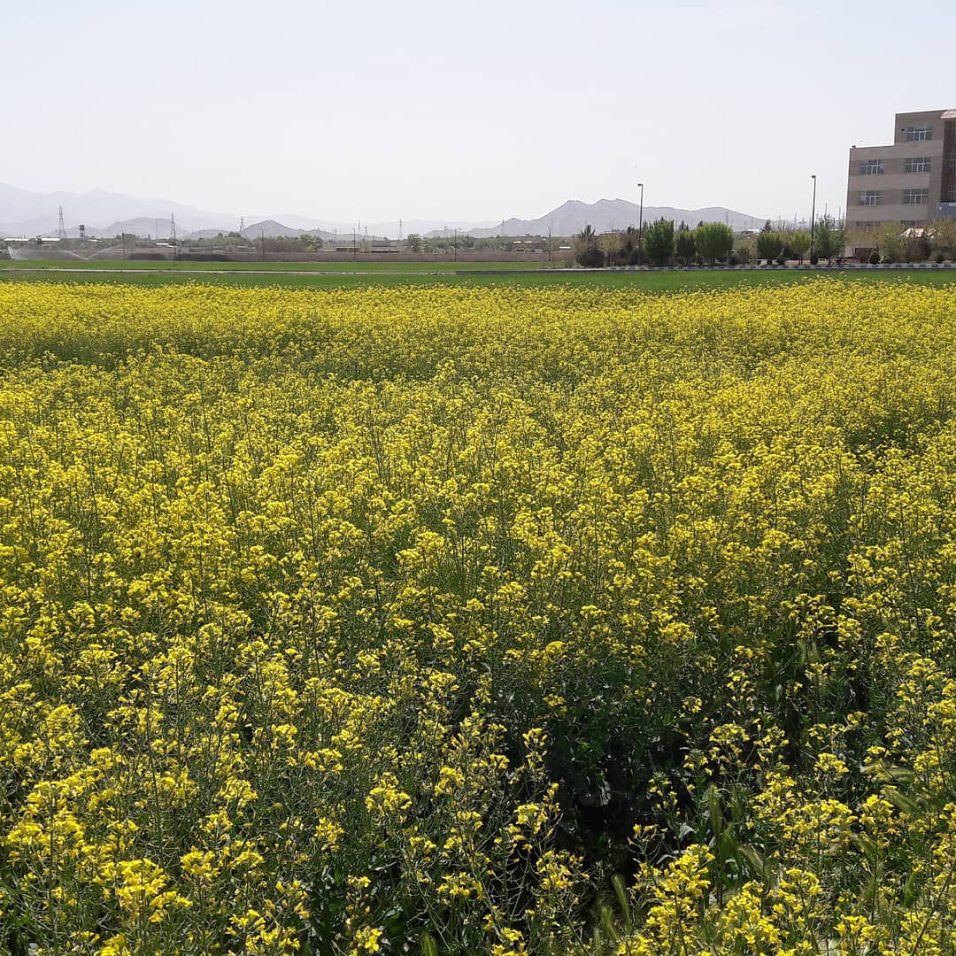 برداشت دانه‌های روغنی در دانشگاه آزاد اسلامی مرکزی