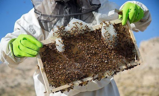 صنعت زنبورداری کشور
