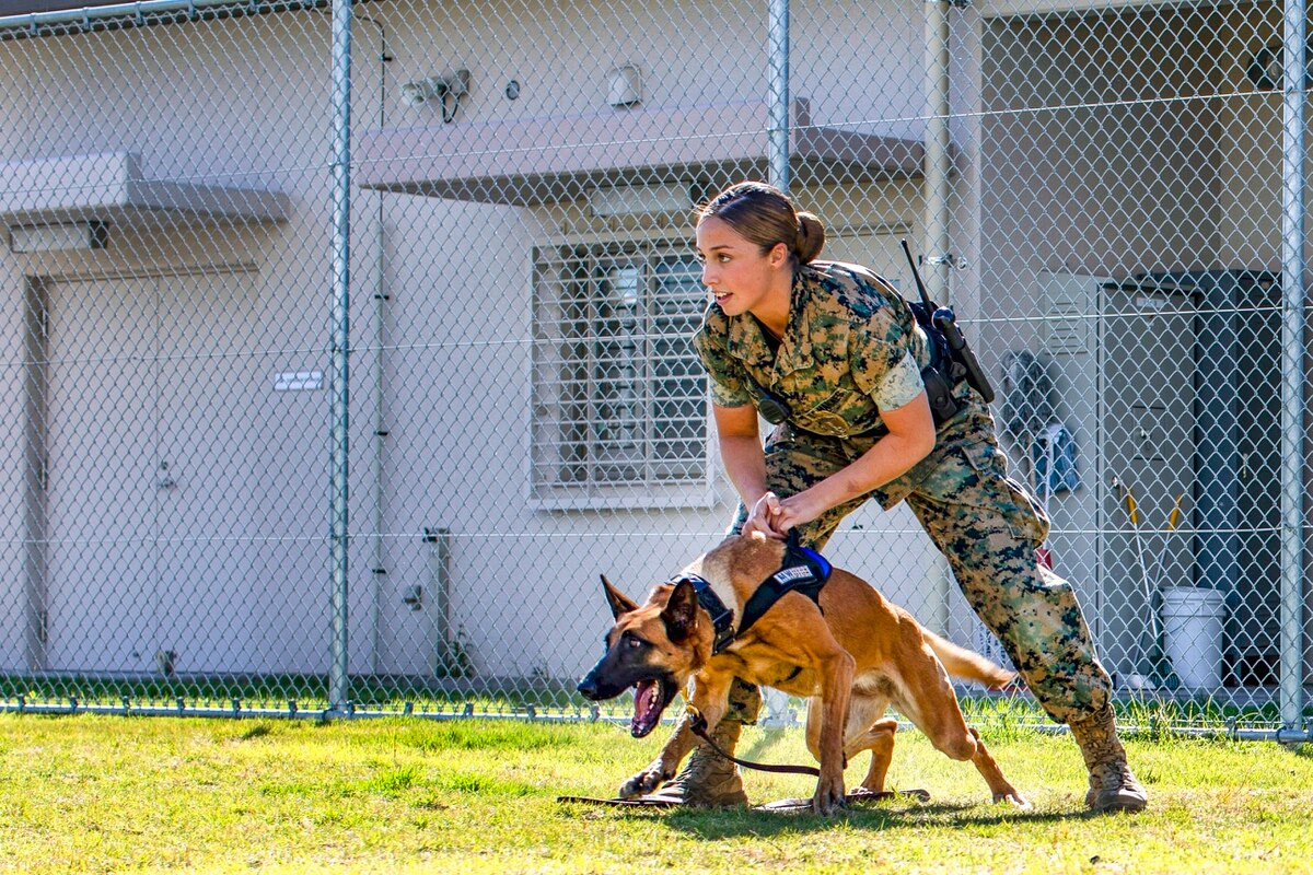سگ های ارتش آمریکا
