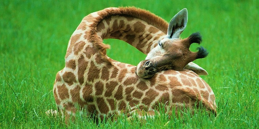 Cucciolo-di-giraffaaa (1).jpg