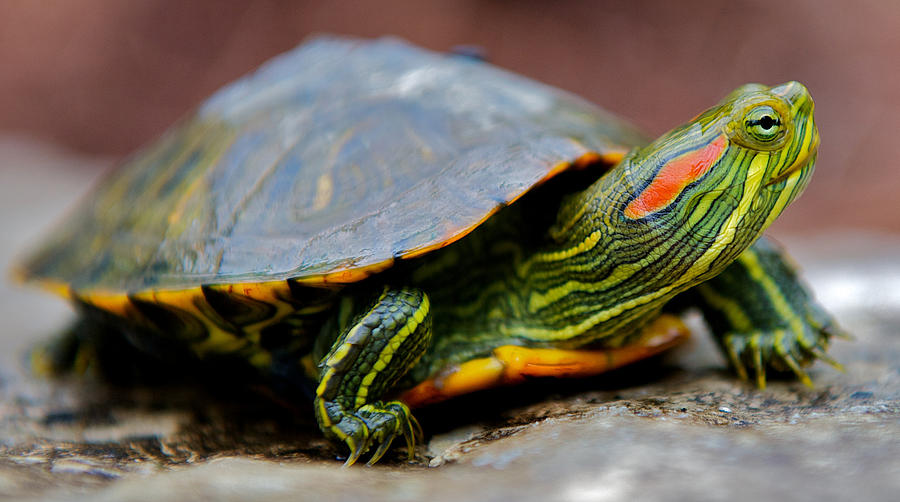 Pictures-of-Red-Eared-Slider-Turtle.jpg
