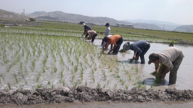 برنج-کاری.jpg
