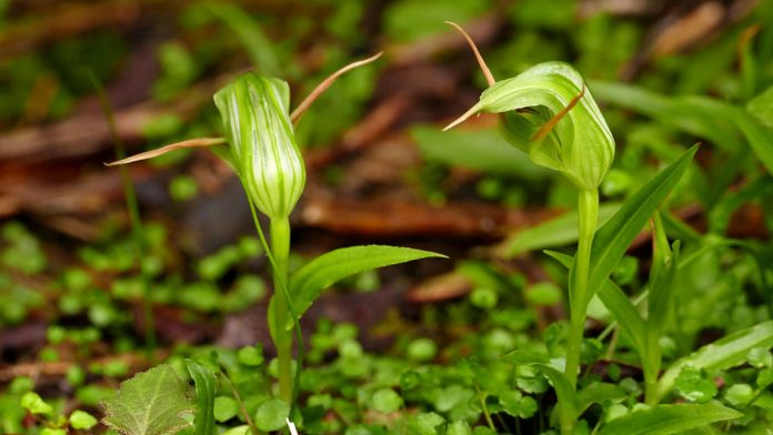 Plants-image-696x392.jpg