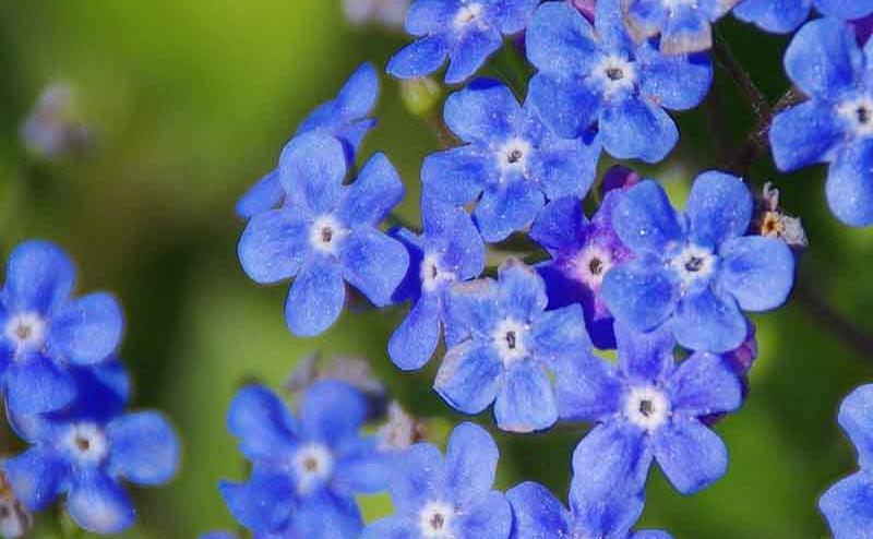 hero-blue-flowers.jpg