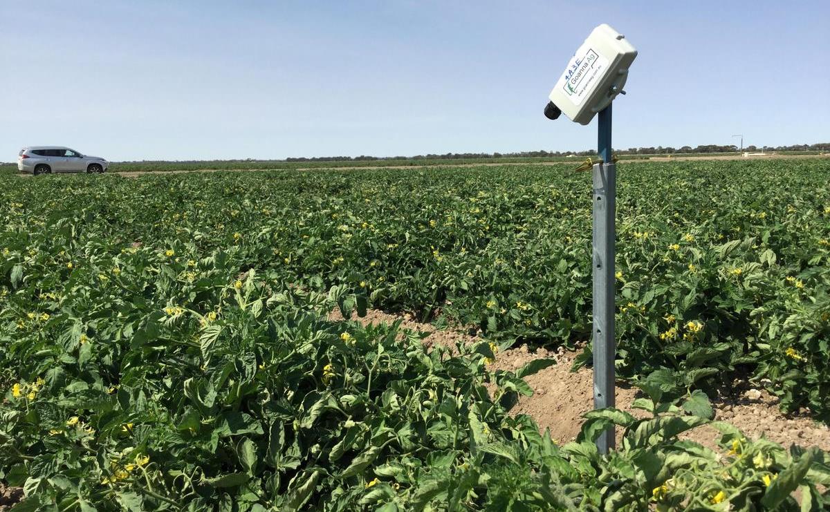 goanna-ag-canopy-sensor-in-csiro-tomato-trials-near-swan-hill-vic-image-supplied-by-goanna-ag.jpg