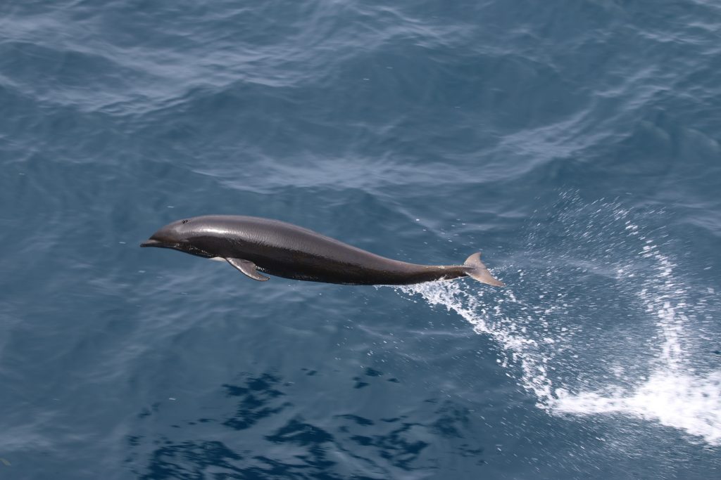 دلفین 4.jpg