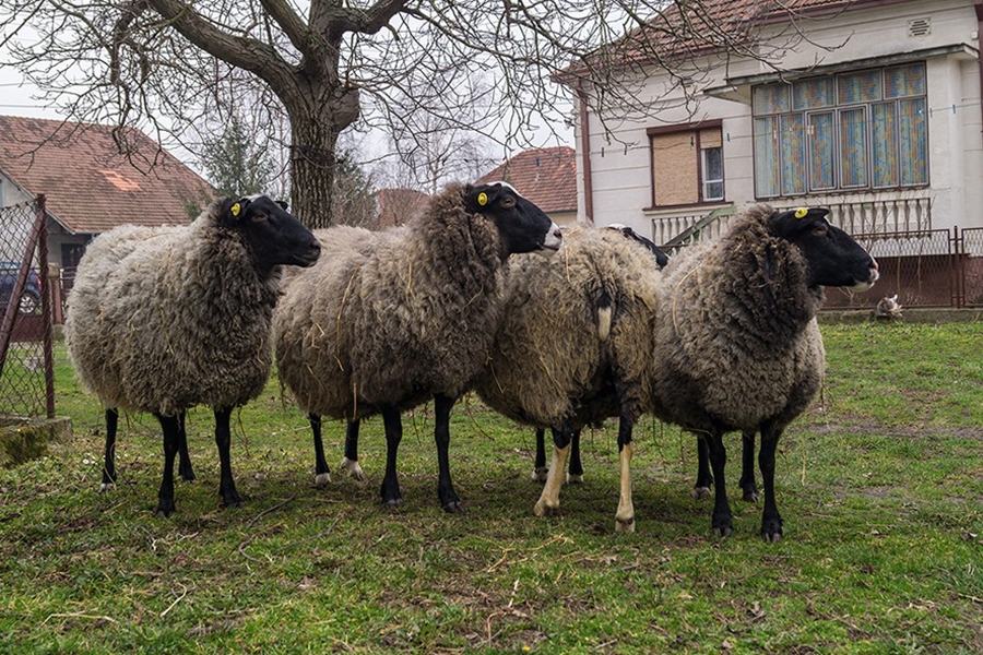 طرح-پرورش-گوسفند-رومانوف.jpg
