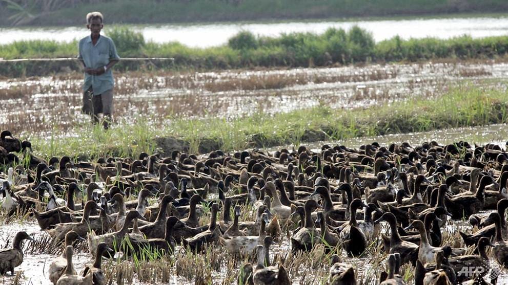 ducks-thailand-rice-farm-field-agriculture.jpg