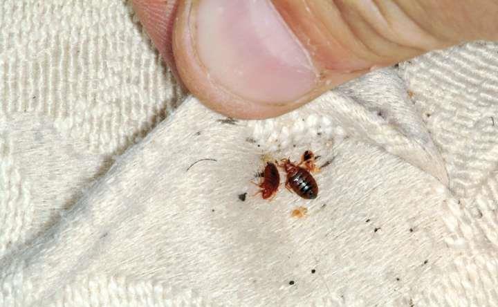 bed-bugs-in-upholstery1.jpg