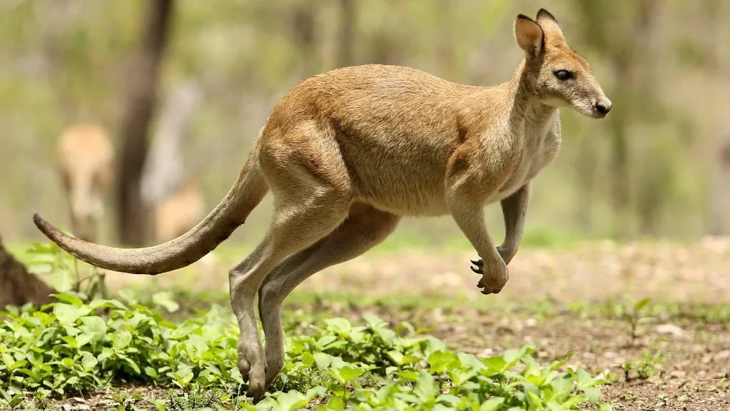 Screenshot_2020-12-18 kangaroo jpg (WEBP Image, 1023 × 576 pixels).png