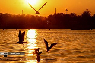 طيور سيبيريا تحلّ ضيوفاً على بحيرة جيتكر