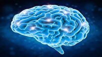 العلماء يحددون منطقة في دماغ الإنسان مرتبطة بالإيثار