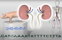 إنجاز علمي غير مسبوق.. نجاح أول كلية هجينة بين الإنسان والخنزير