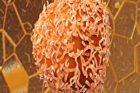 تقنية النانو تعزز الكشف المبكر عن سرطان القولون عبر طقم FOB ذكي