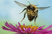 علماء صينيون يبتكرون أول نحلة سايبورغ مزوّدة بجهاز تحكم دماغي فائق الخفة