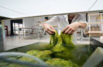 علماء يبتكرون طريقة لتحويل الطحالب إلى بطاريات صديقة للبيئة