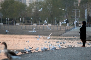 طيور سيبيريا تحلّ ضيوفاً على بحيرة جيتكر