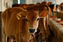 Iran Breaks Monopoly in Production of Bovine Tuberculosis Diagnosis Kits