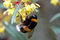 Bumblebees Nurtured by Iranian Company Facilitate Pollinating Crops
