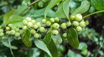 Iran-Made Extract of Native Indian Shrub Treats Inflammation of Heel Spurs