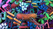 Gut Microbes Able to Boost Motivation to Exercise