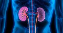 Kidney Metabolism Reveals Unexpected Links to Viral Protection