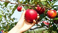 Iranian Researchers Use Stevia Plant, Rice Bran to Boost Apple Concentrate’s Nutritional Value