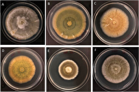 How Common Fungus Eliminates Toxic Mercury from Soil, Water