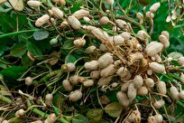 Peanuts, Herbs, Spices Positively Impact Gut Microbiome