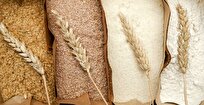 New Green Revolution Gene Discovery Sows Hope of Drought Resilient Wheat