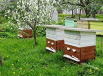 Iran-Made Open Floor System Hive Increases Productivity of Bee Products
