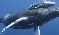 Whales Could Be Valuable Carbon Sink, Say Scientists