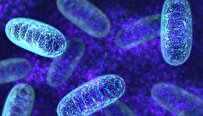 Mitochondrial Genes Introduced by Iranian Scientists as Strong Molecular Markers for Species Identification