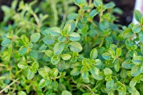 Iran Exports Herbal Thyme to Oman, Germany