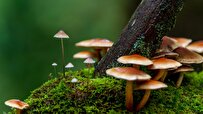 Understanding Cryptic Role Fungi Play in Ecosystems