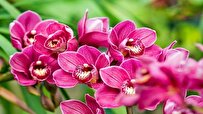 Iranian Researchers Design System for Production of Orchid Synthetic Seed
